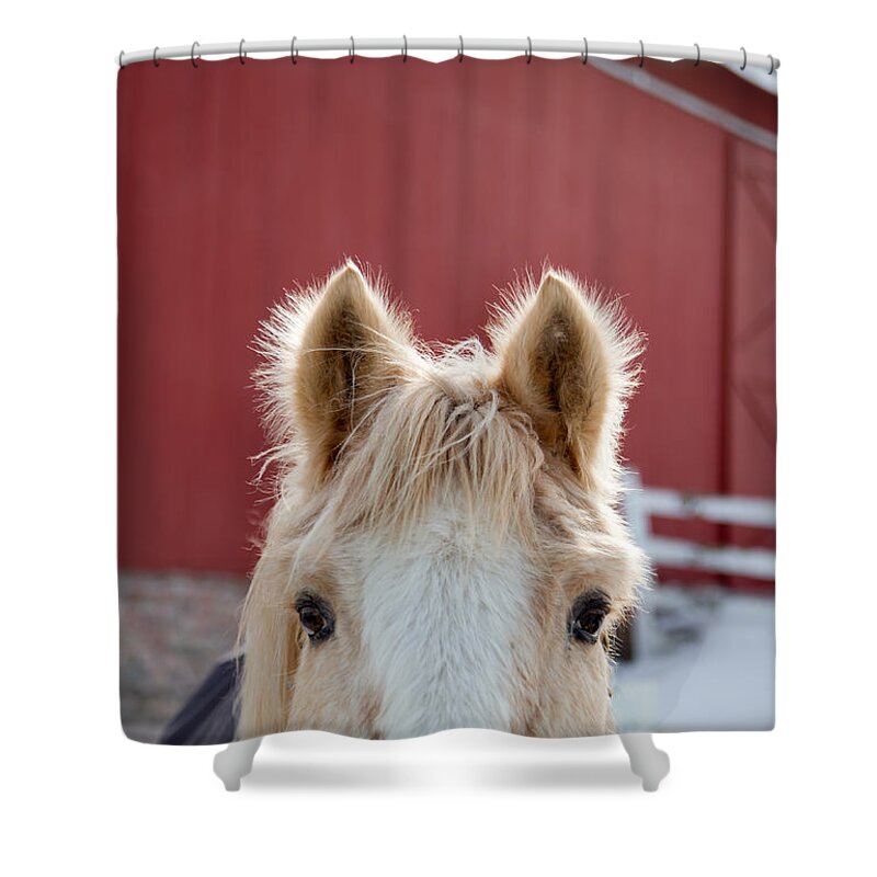Horse Ears Shower Curtain featuring the photograph Peek A Boo by Courtney Webster