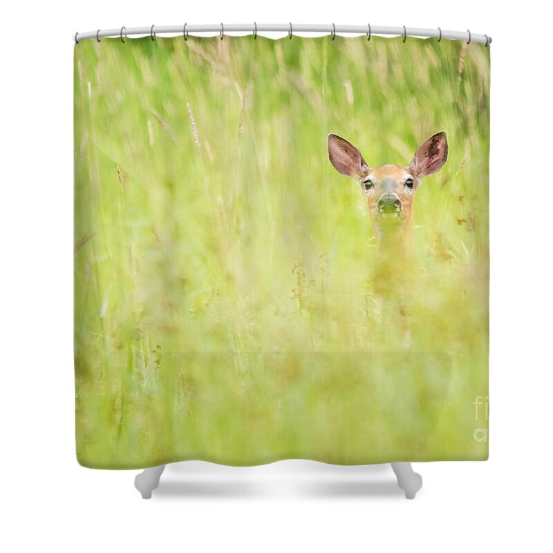 Deer Shower Curtain featuring the photograph Peek a Boo Deer by Cheryl Baxter