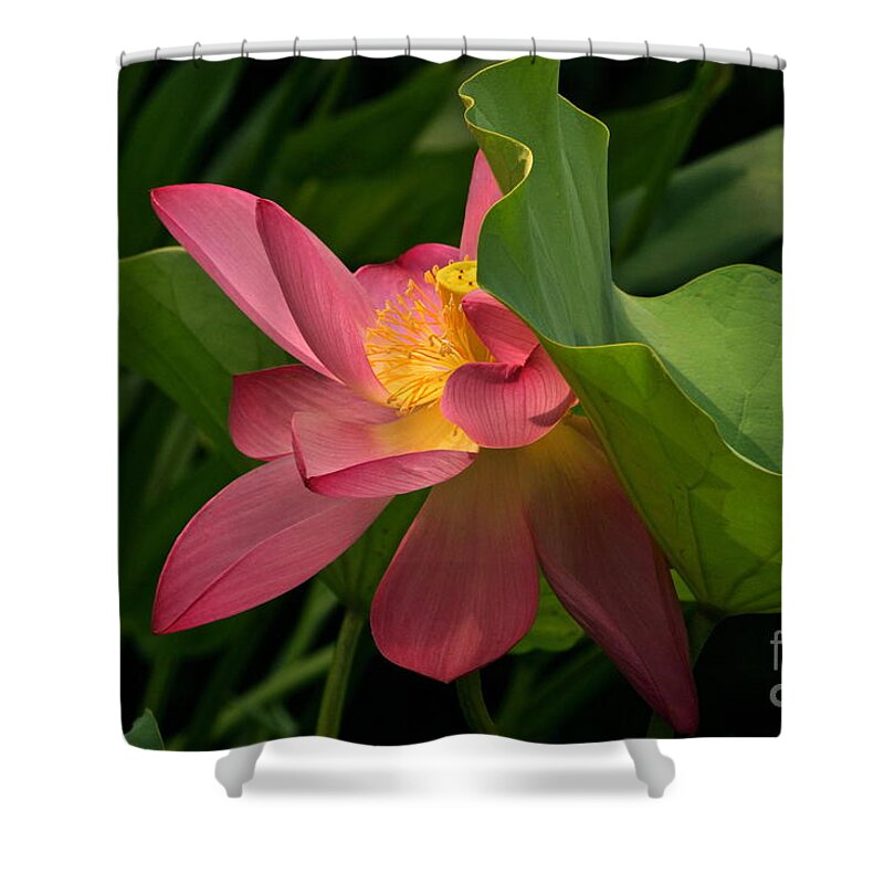 Lotus Blossom With Leaves Shower Curtain featuring the photograph Peekaboo Lotus Blossom by Byron Varvarigos