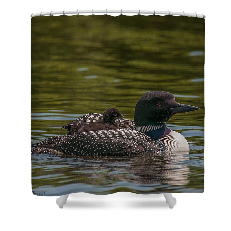 Common Loon Shower Curtain featuring the photograph Peeking From Under by Brenda Jacobs