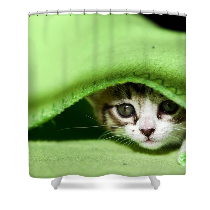 Cat Shower Curtain featuring the photograph Peeking by Jorge Maia