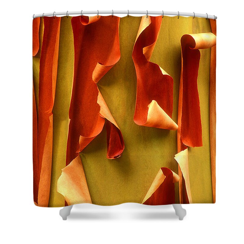 Pacific Madrone Shower Curtain featuring the photograph Peeling Bark Pacific Madrone Tree Washington by Dave Welling
