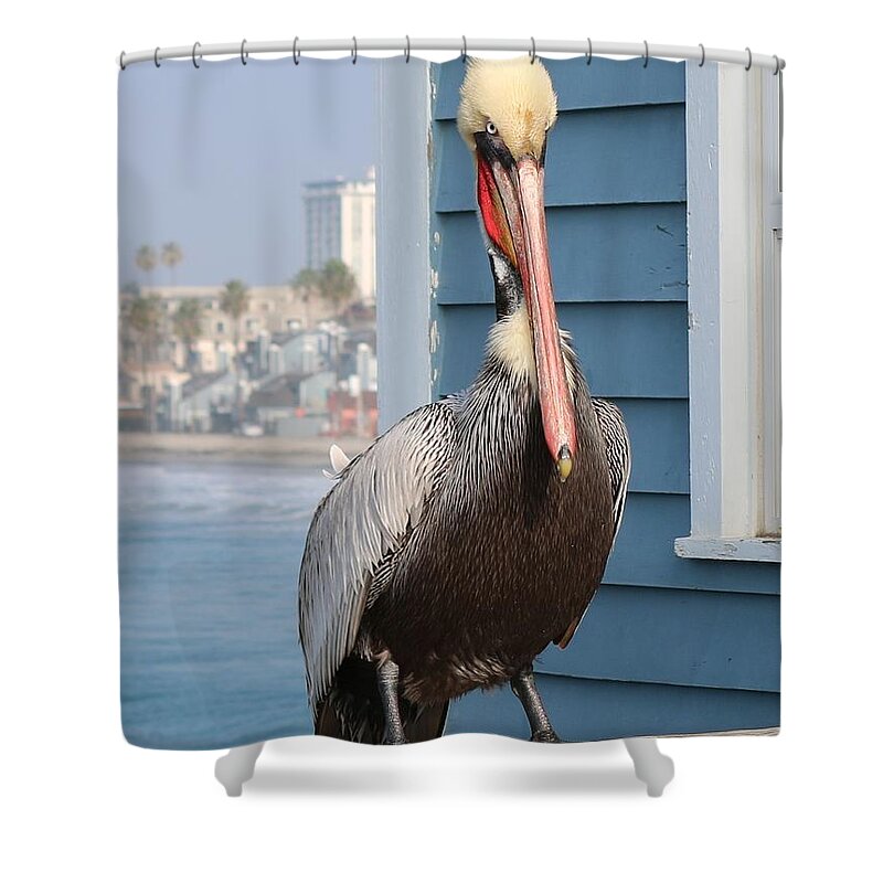 Wild Shower Curtain featuring the photograph Pelican - 4 by Christy Pooschke