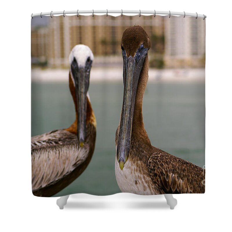 Pelican Shower Curtain featuring the photograph Pelican Couple by Jennifer White