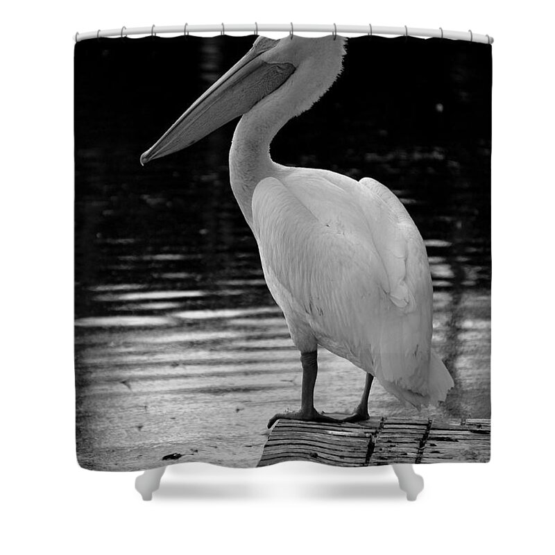 White Pelicans Shower Curtain featuring the photograph Pelican in the Dark by Laurie Perry