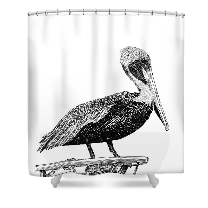 Priced Starting At $ 100.00 To $ 125.00 Shower Curtain featuring the drawing Monterey Pelican Pooping by Jack Pumphrey