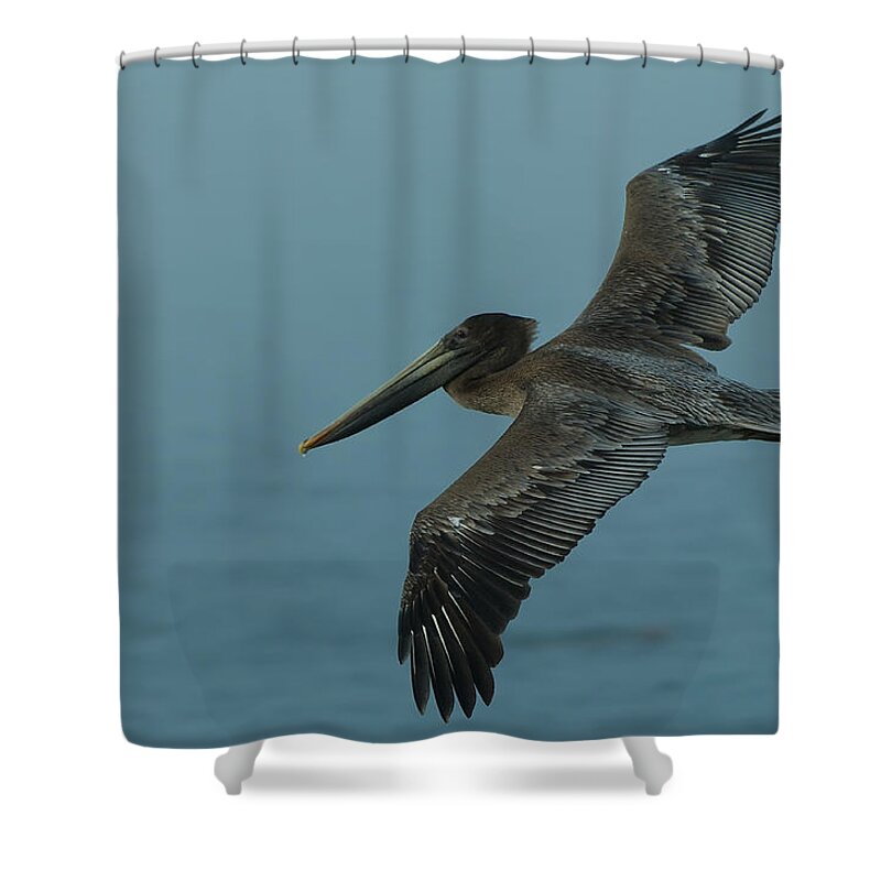 Dusk Shower Curtain featuring the photograph Pelican by Sebastian Musial