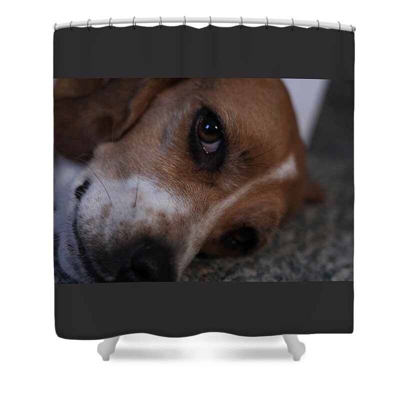 Beagle Shower Curtain featuring the photograph Penny the Beagle Dog by Valerie Collins