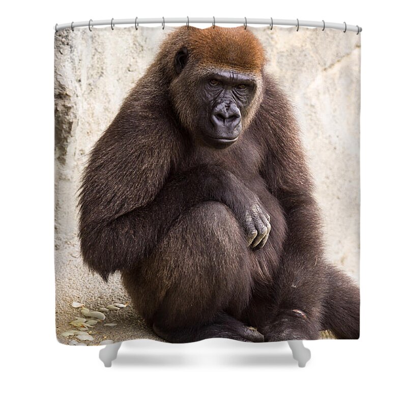 Africa Shower Curtain featuring the photograph Pensive Gorilla by Raul Rodriguez