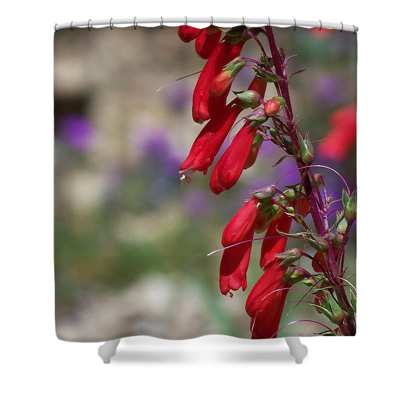 Flowers Shower Curtain featuring the photograph Penstemon by Kathy McClure