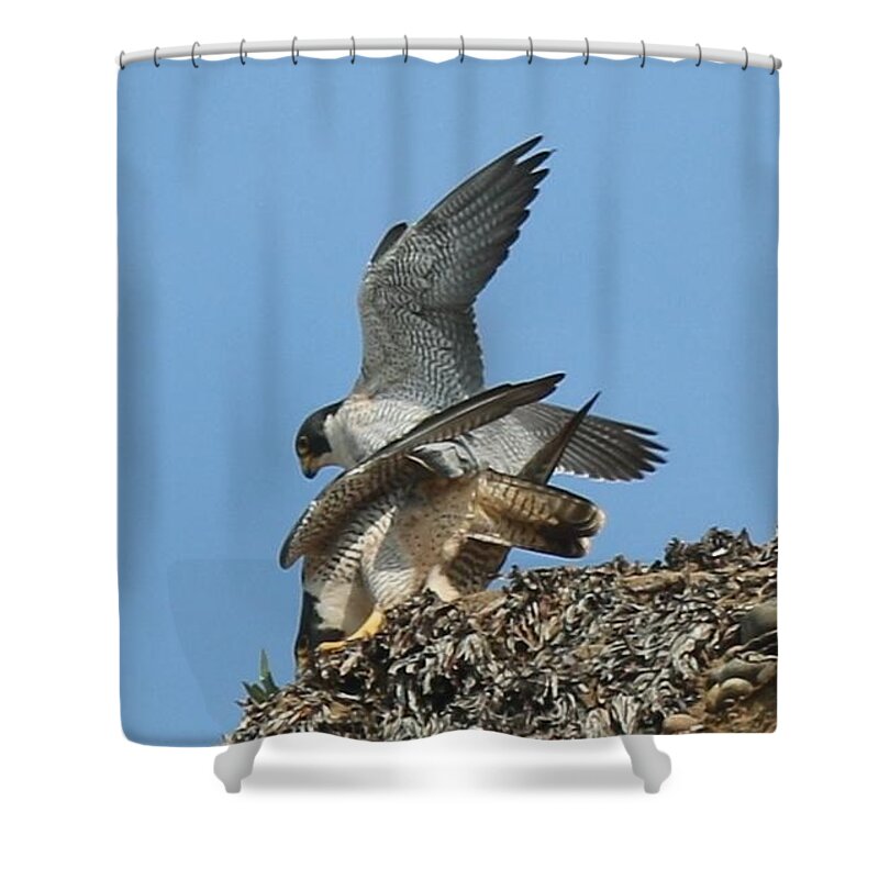 Peregrine Shower Curtain featuring the photograph Peregrine Falcons - 4 by Christy Pooschke
