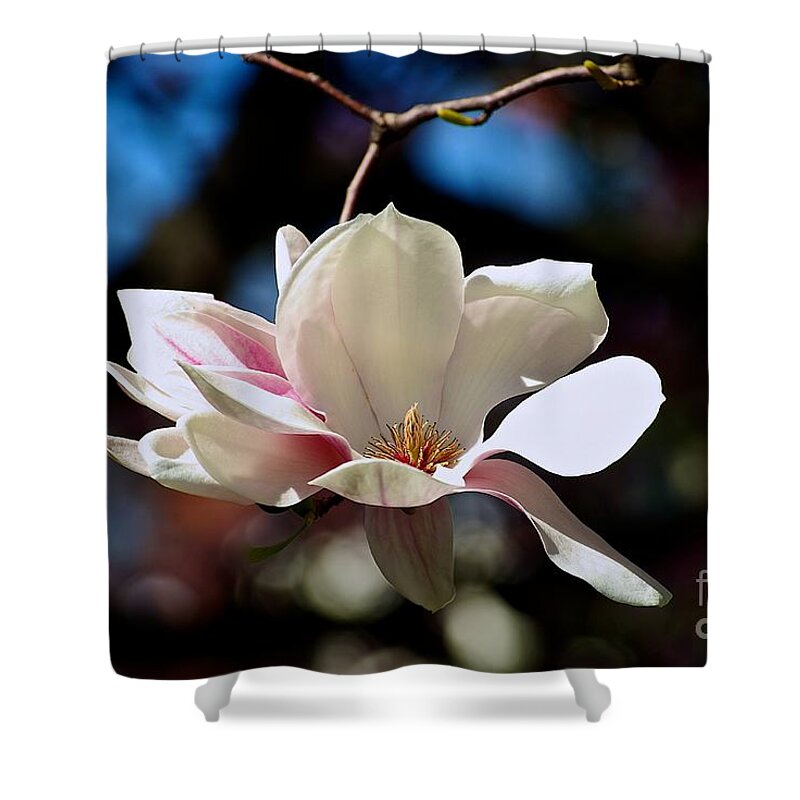 Color Flower Shower Curtain featuring the photograph Perfect Bloom Magnolia by Frank J Casella