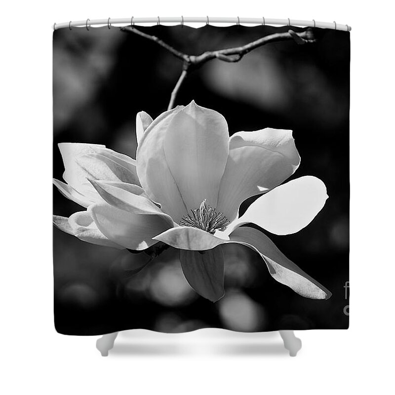  Black And White Shower Curtain featuring the photograph Perfect Bloom Magnolia In White by Frank J Casella
