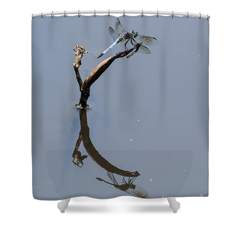 Insect Shower Curtain featuring the photograph Perfect Reflection by Donna Brown