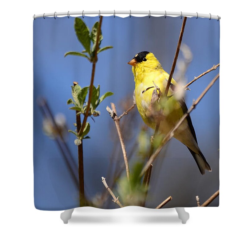 Goldfinch Shower Curtain featuring the photograph Perfect Shade of Yellow by Lori Tambakis
