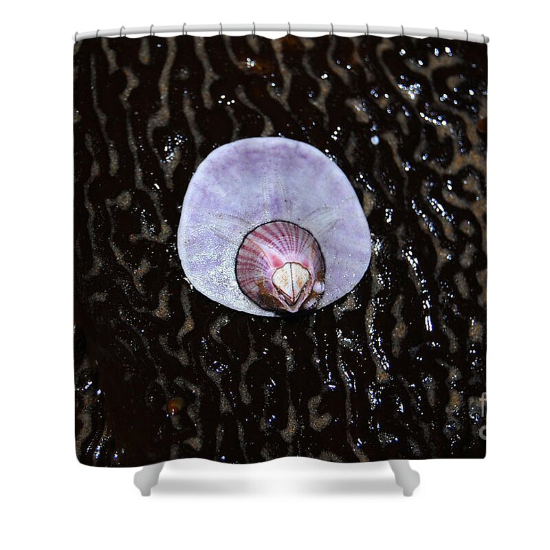 Barnacle Shower Curtain featuring the photograph Perfectly Attached Barnacle and Sand Dollar by Debra Thompson
