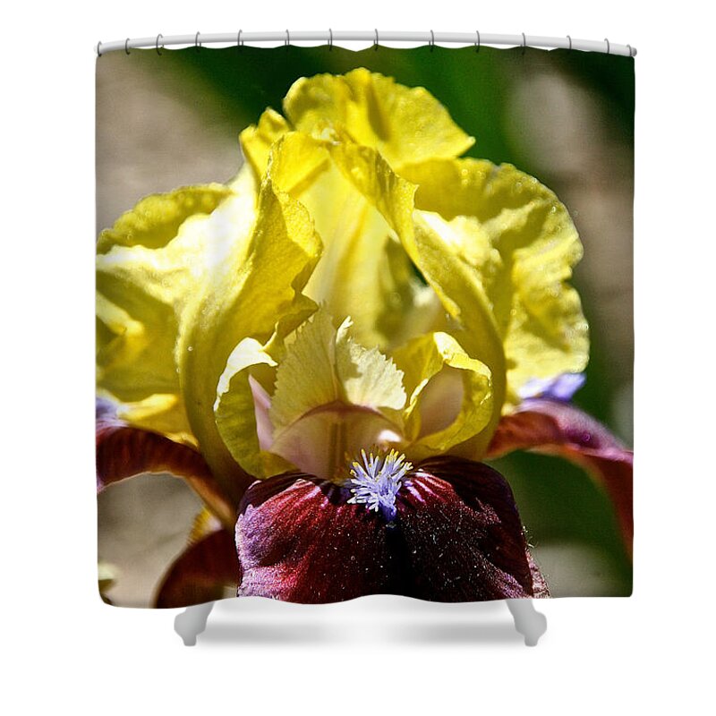 Flower Shower Curtain featuring the photograph Petal Up by Susan Herber