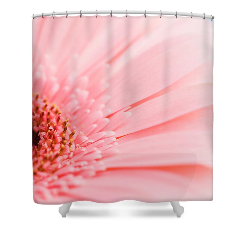 Petal Shower Curtain featuring the photograph Petals And Head Of Pink Daisy by Vstock