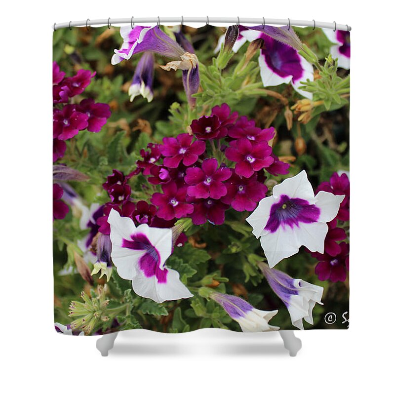 Petunia Shower Curtain featuring the photograph Petunias and Verbena I by Sylvia Thornton