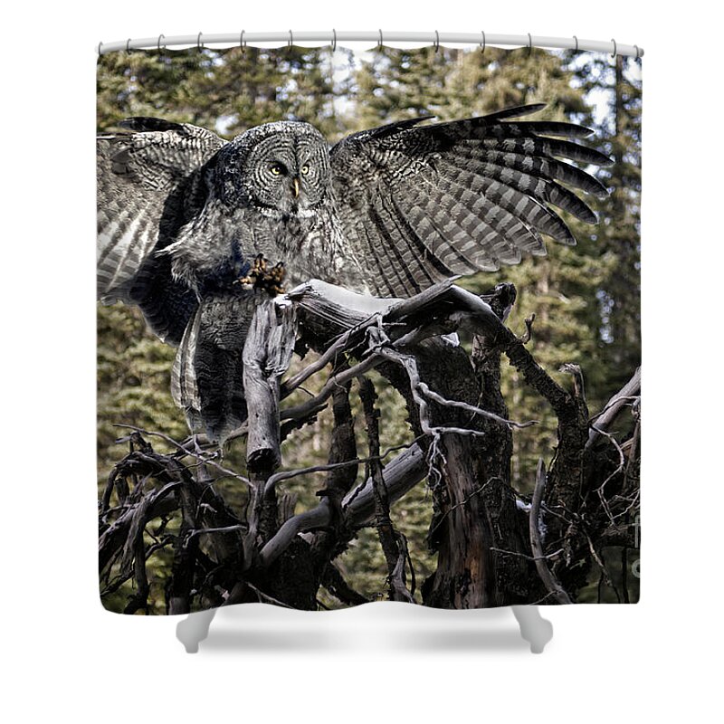 Great Grey Owl Shower Curtain featuring the photograph Phantom of the North by Wildlife Fine Art