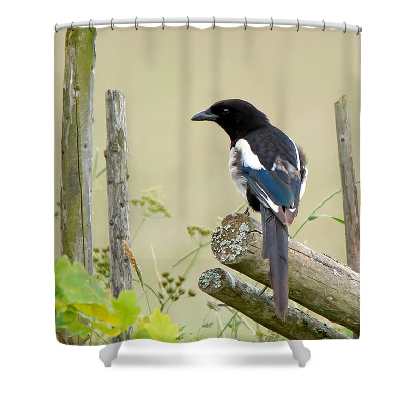 Pica Pica Shower Curtain featuring the photograph Pica pica by Torbjorn Swenelius