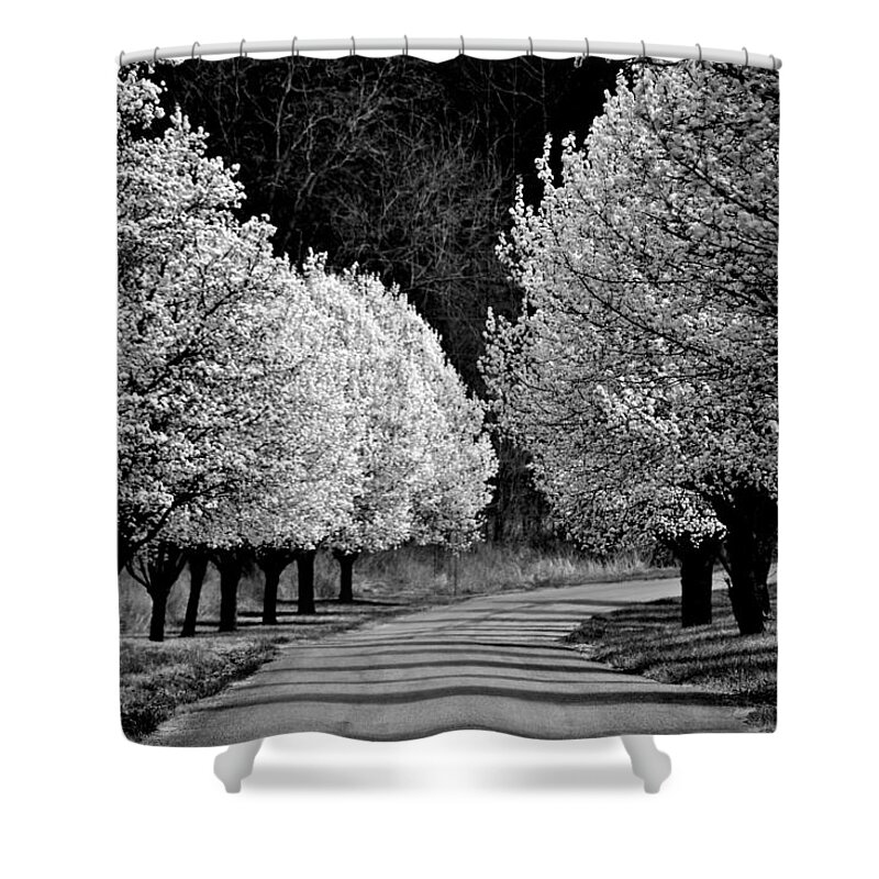 Dogwoods Shower Curtain featuring the photograph Pigeon Mountain Dogwoods in Black and White by Tara Potts