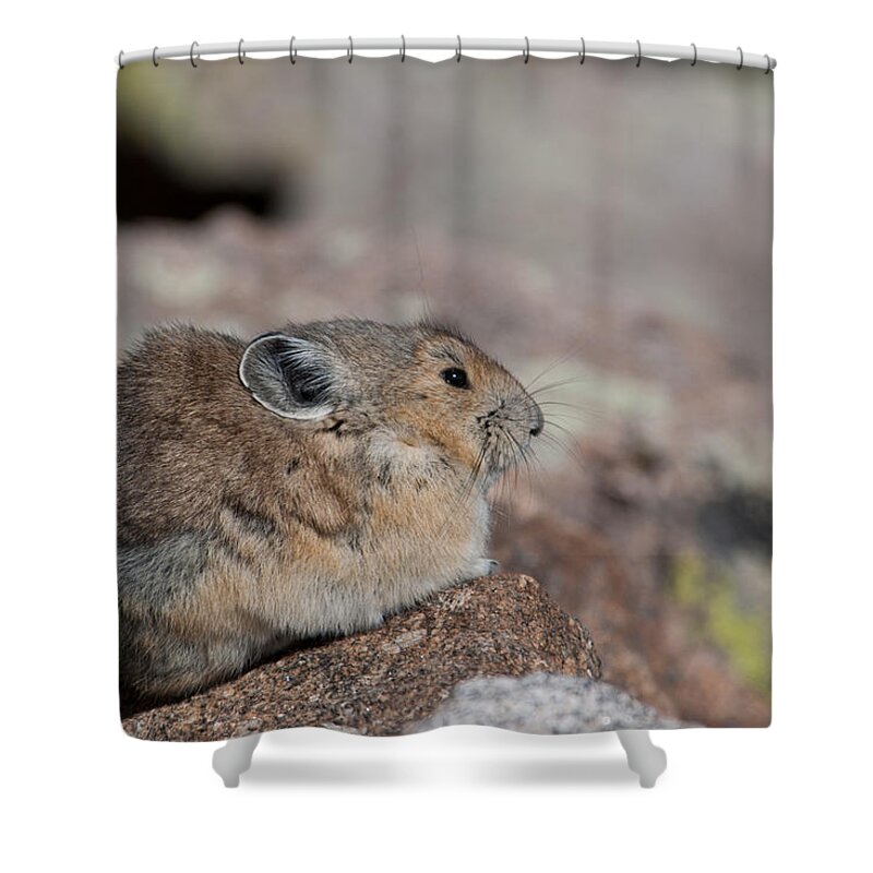 Pika Shower Curtain featuring the photograph Pika in the Sun by Cascade Colors