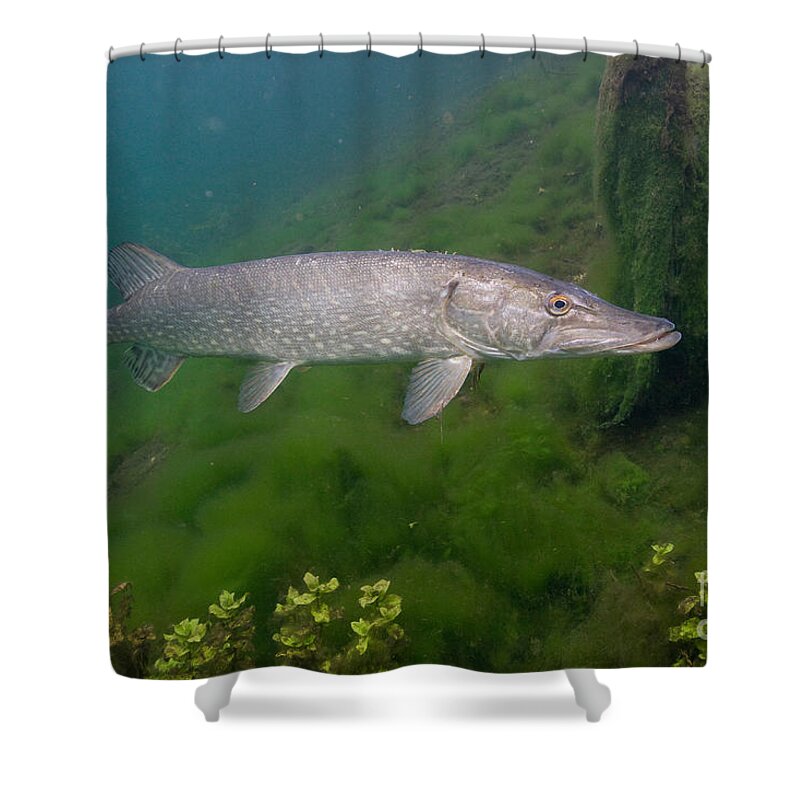Northern Pike Shower Curtain featuring the photograph Pike In Lake by Wolfgang Herath