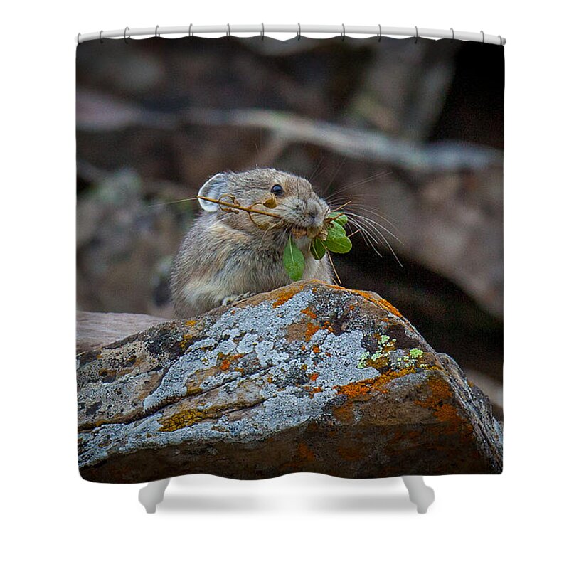  Shower Curtain featuring the photograph Pika Hustle by Kevin Dietrich
