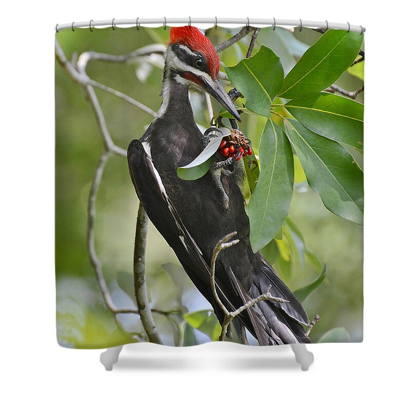 Woodpecker Shower Curtain featuring the photograph Pileated Woodpecker by Kathy Baccari