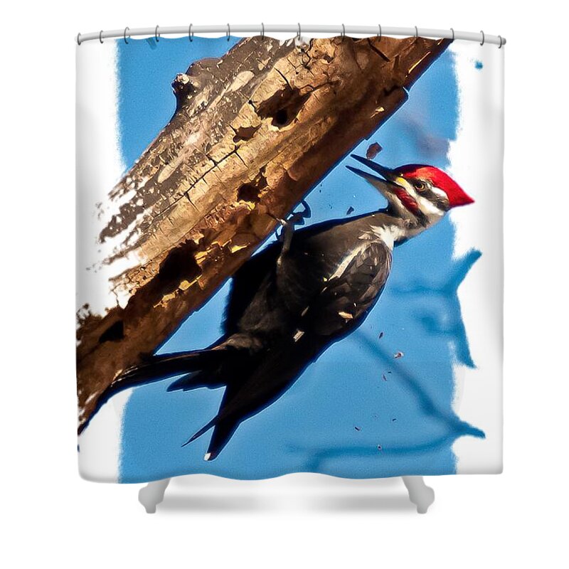 Pileated Woodpecker Shower Curtain featuring the photograph Pileated Woodpecker by Robert L Jackson