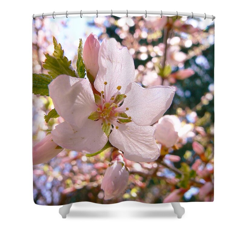 Pin Cherry Blooms Shower Curtain featuring the photograph Pin Cherry Blooms by Barbara St Jean