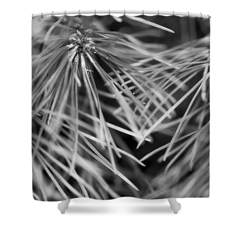 Pine Needles Shower Curtain featuring the photograph Pine Needle Abstract by Susan Stone