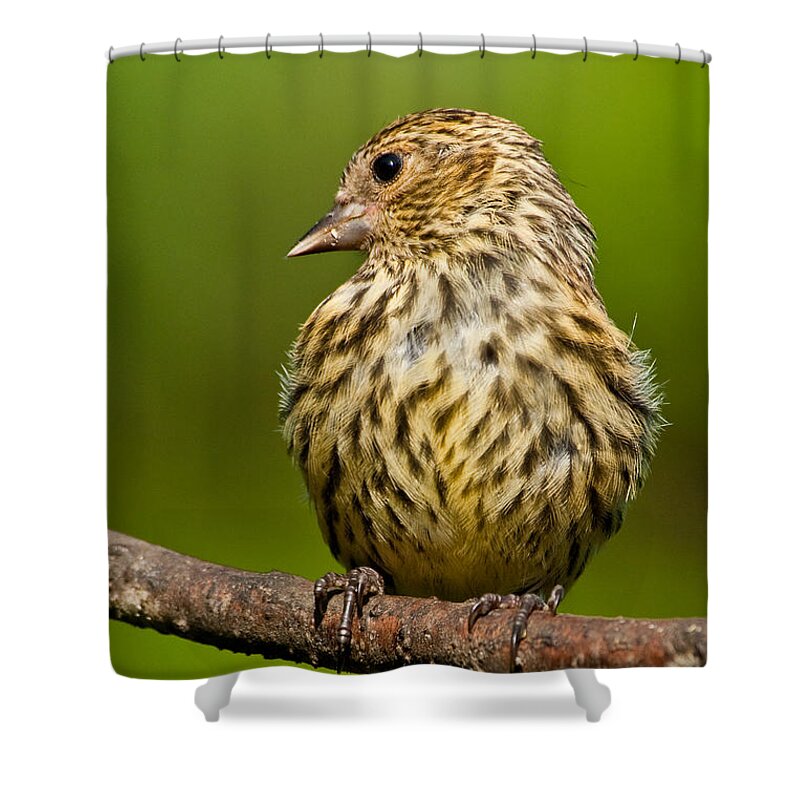 Animal Shower Curtain featuring the photograph Pine Siskin With Yellow Coloration by Jeff Goulden