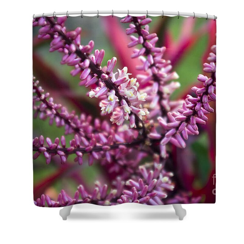 Tiny Flowers Shower Curtain featuring the photograph Pink and Cream Cluster Bloom by Kerryn Madsen-Pietsch