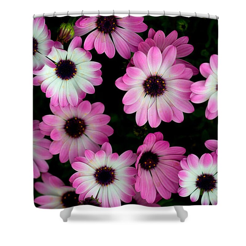 Flower Shower Curtain featuring the photograph Pink and white daisies by Jaroslaw Blaminsky