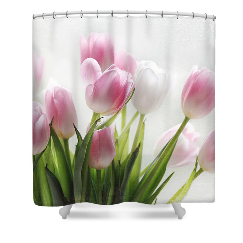 Tulip. Pink Shower Curtain featuring the photograph Pink And White Tulips by Sylvia Cook
