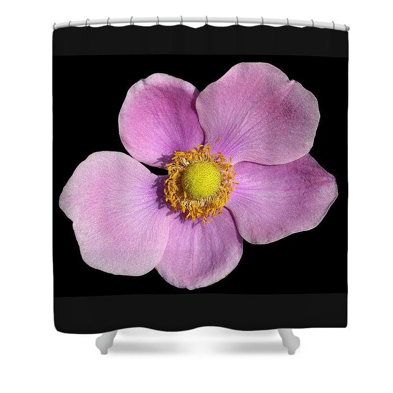 Anemone Shower Curtain featuring the photograph Pink Anemone by Matthias Hauser