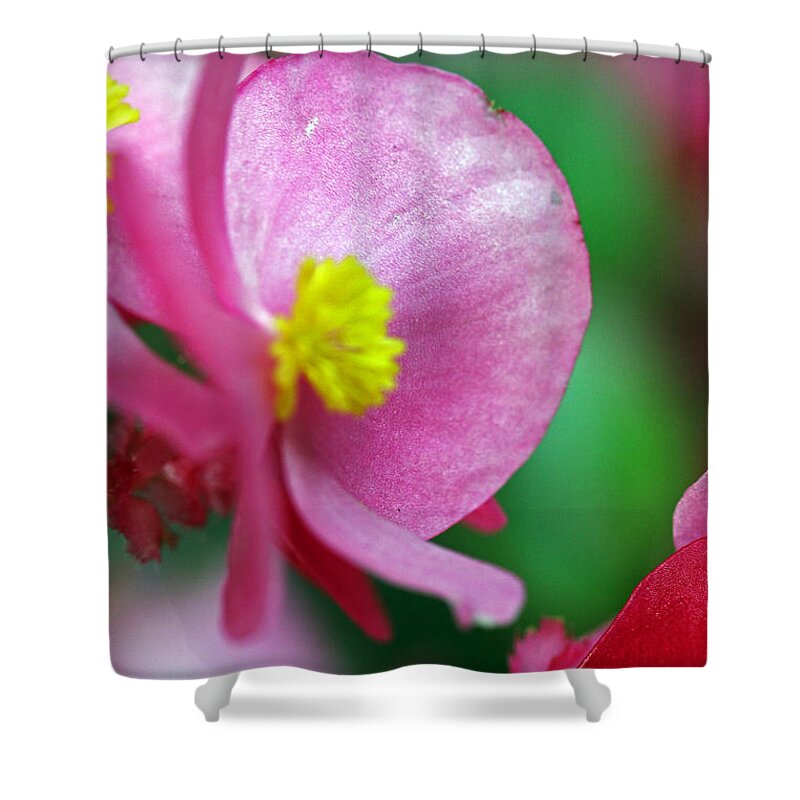Flowers Shower Curtain featuring the photograph Pink Begonia by Jennifer Robin