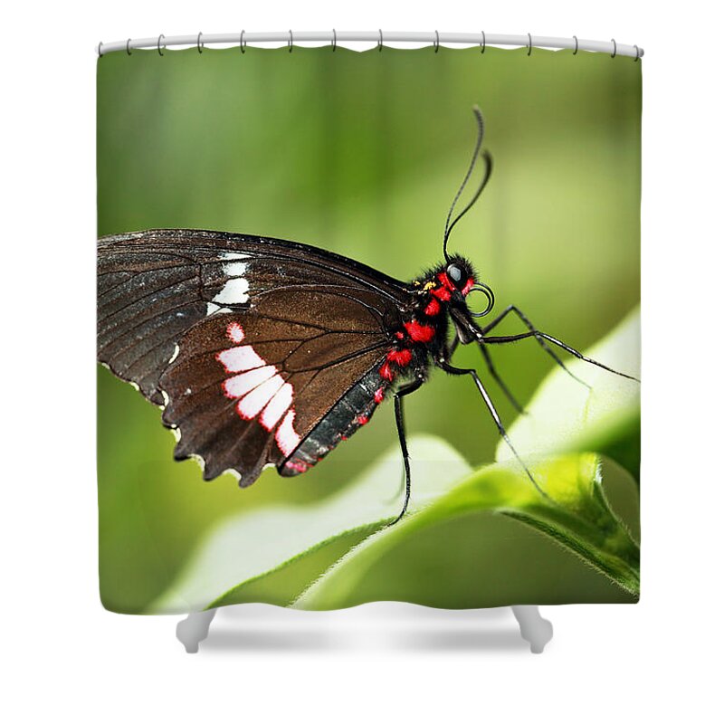 Butterfly Shower Curtain featuring the photograph Pink cattleheart by Grant Glendinning