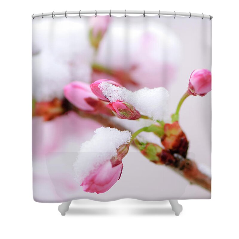 Snow Shower Curtain featuring the photograph Pink Cherry Blossoms Covered By An by Ogphoto