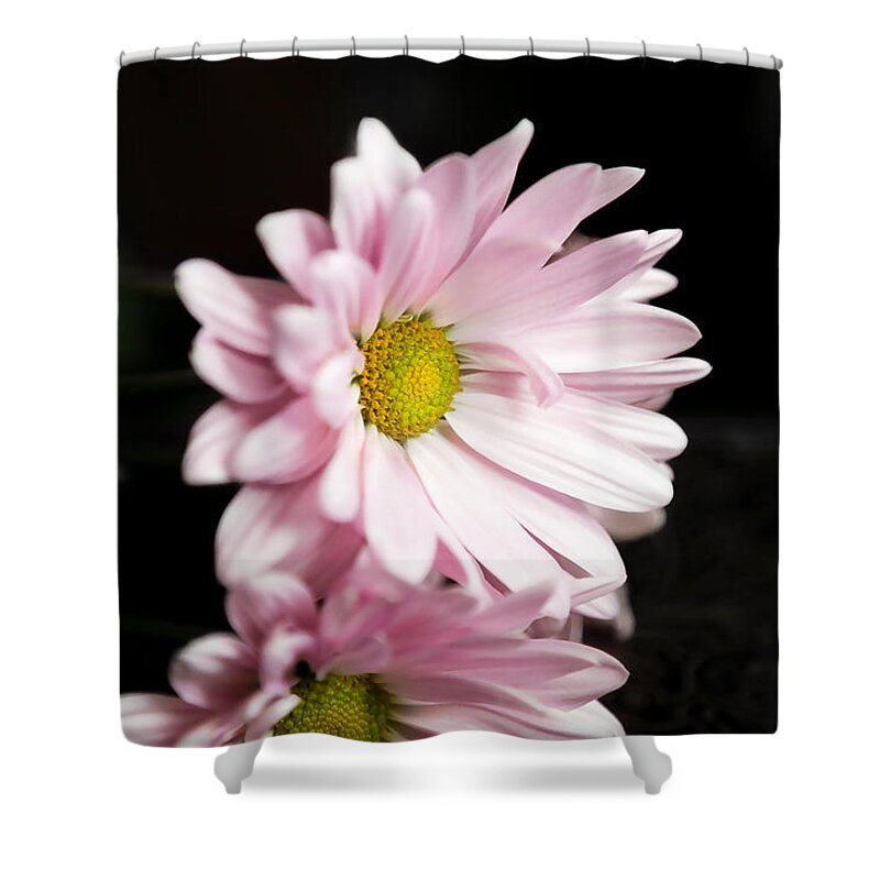 Chrysanthemum Shower Curtain featuring the photograph Pink Chrysanthemum by Milena Ilieva