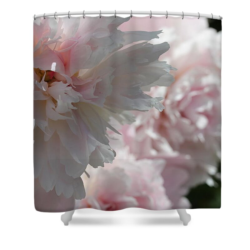 Peony Shower Curtain featuring the photograph Pink Confection by Ruth Kamenev