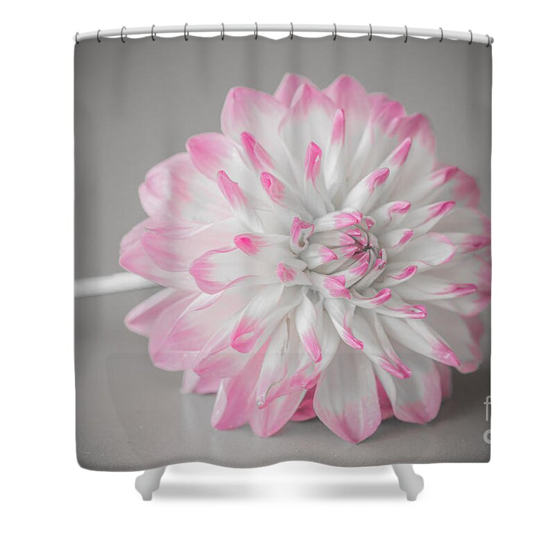 Flower Shower Curtain featuring the photograph Pink Dahlia by Amanda Mohler