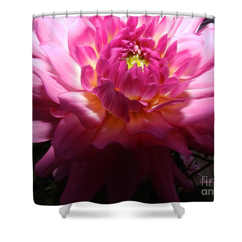 Pink Dahlia Shower Curtain featuring the photograph Pink Dahlia Opening Collection No. P49 by Monica C Stovall