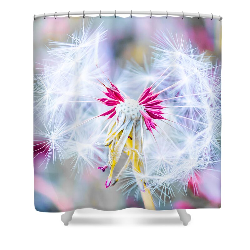 Dandelion Shower Curtain featuring the photograph Magic in Pink by Parker Cunningham