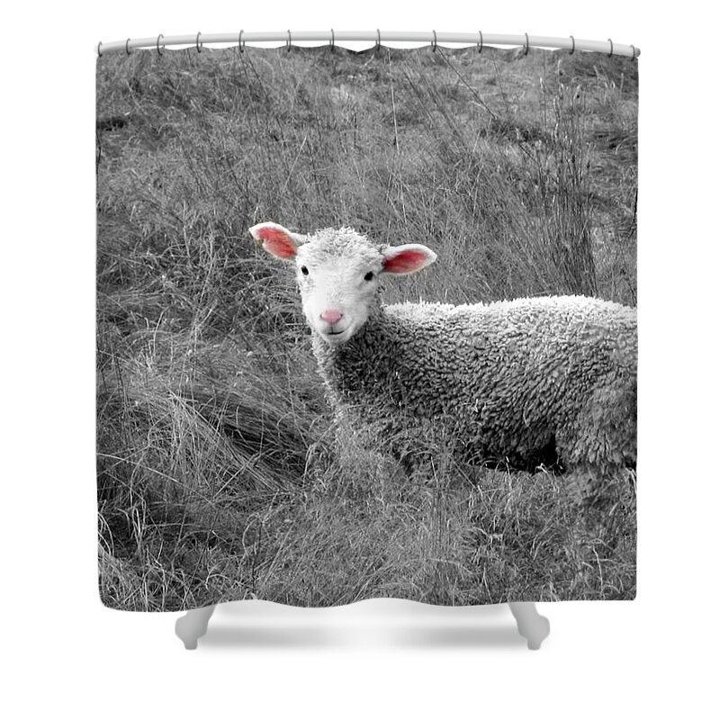 Lamb Shower Curtain featuring the photograph Pink Ears and Nose by KATIE Vigil