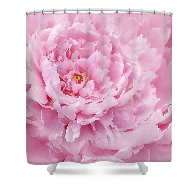 Peony Shower Curtain featuring the photograph Pink Feathers by Marina Kojukhova