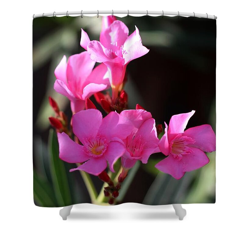 Pink Shower Curtain featuring the photograph Pink Flower by Ramabhadran Thirupattur