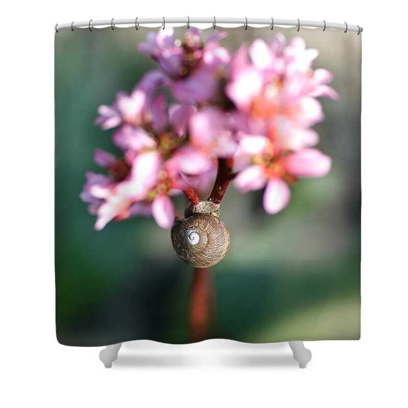 Boquet Shower Curtain featuring the photograph Pink flowers with a snail shell by Jaroslaw Blaminsky